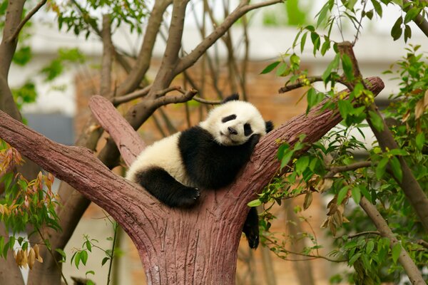 Спящая панда на стволе дерева в окружении веток и зеленой листвы