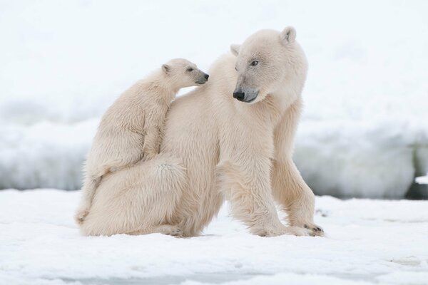 Polar bear with a bear cub in the snow
