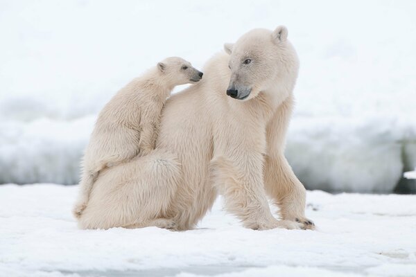 Oso polar con un oso en la nieve