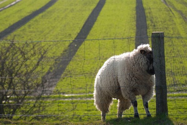 The lamb is standing next to the fence