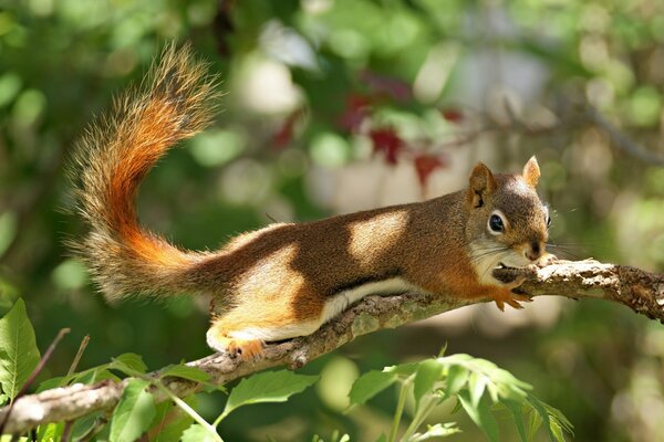 Squirrel jumps on the branches