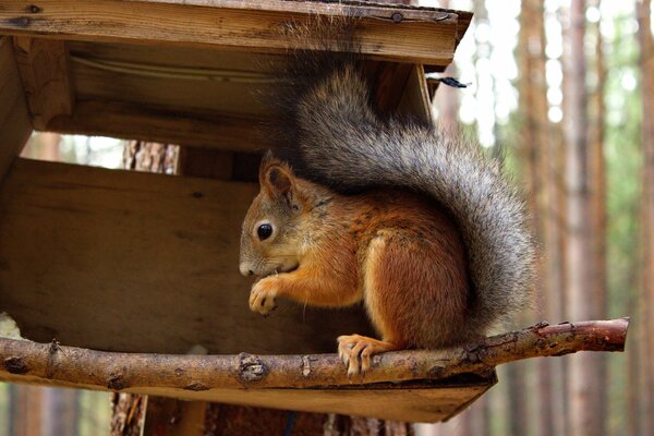 Protect nature. Squirrel in the feeder