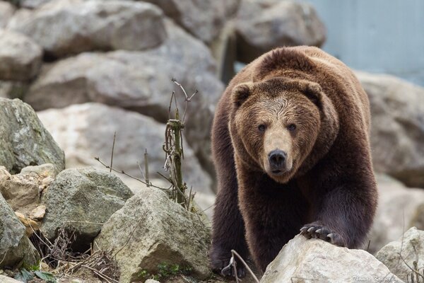 Фотография взгляда медведя на камне