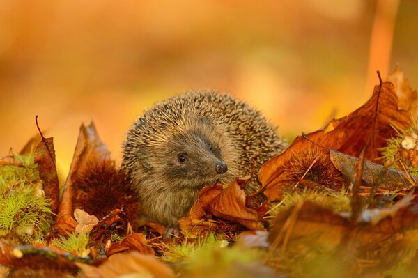 Thoughtful hedgehog. Leaves in the forest