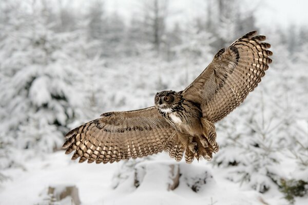 The owl flies rapidly in the winter forest