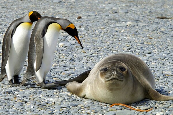 Les pingouins chassent le phoque en mer