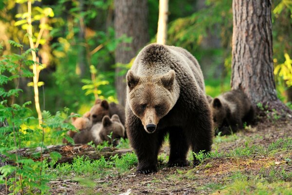 Der Bär schützt seine Bären