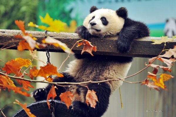 Panda an Zweigen mit Herbstblättern