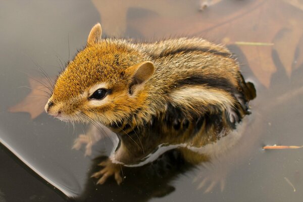 A small animal submerged in water