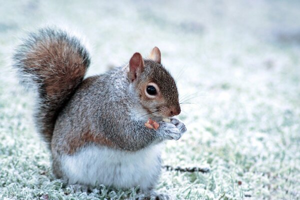 Écureuil avec une queue luxuriante sur fond d hiver