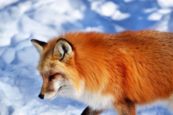 Renard roux sur fond blanc