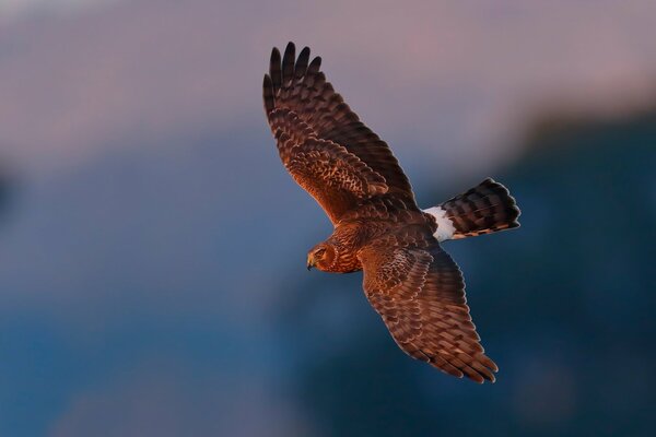 Oiseau volant sur fond bleu