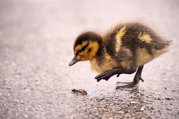 Patito tratando de atrapar una oruga