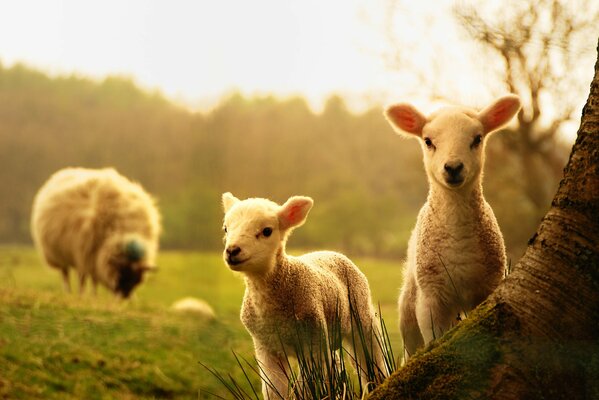 A sheep and two lambs in nature