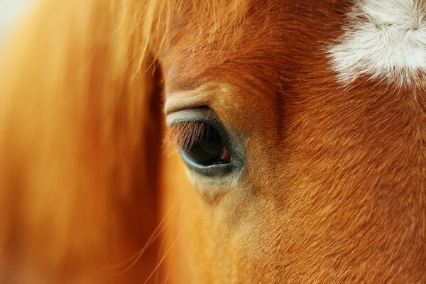 Oeil de cheval roux avec une tache sur le front