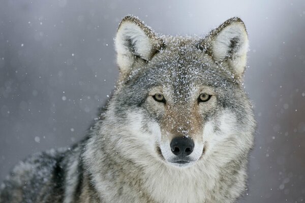 The deep look of a wolf. Snow