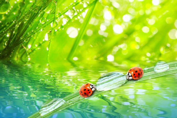 Coccinelles boivent d une goutte de rosée