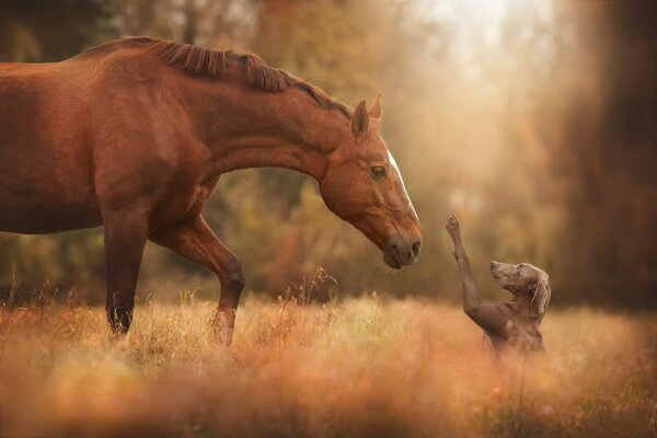 Encuentro de caballo y perro en la hierba