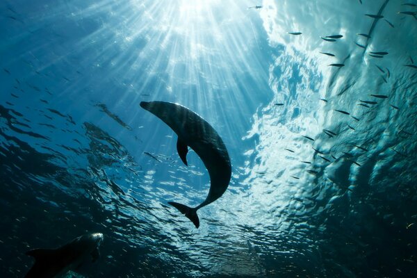 Ein Delfin in der Tiefe des Ozeans in Lichtstrahlen