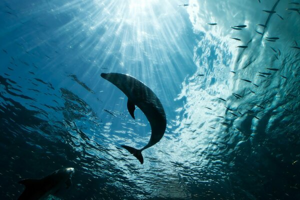 Dolphin at the depth of the ocean in the rays of light