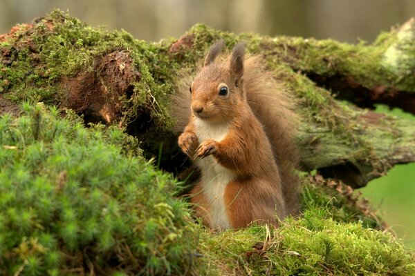 Das rothaarige Eichhörnchen sitzt an einem mit Moos bedeckten Treibholz