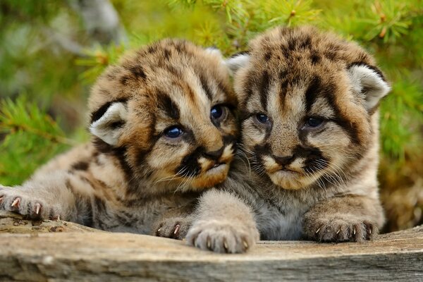 Dos lindos cachorros de León de montaña