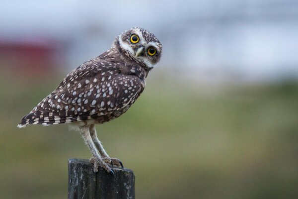 Side view of a curious owl