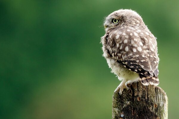 Cute little owl looks into the distance