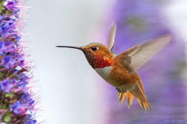 Lot kolibra w kierunku kwiatów bzu