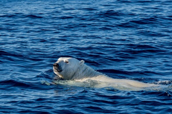 Un ours polaire du Groenland nage dans l océan Arctique