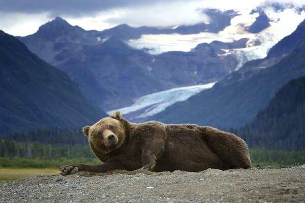 Grizzlybär liegt vor dem Hintergrund der Berge