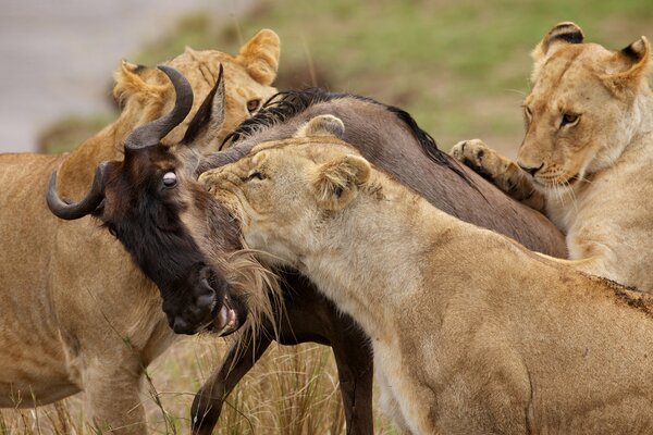 The lion pride drove the antelope