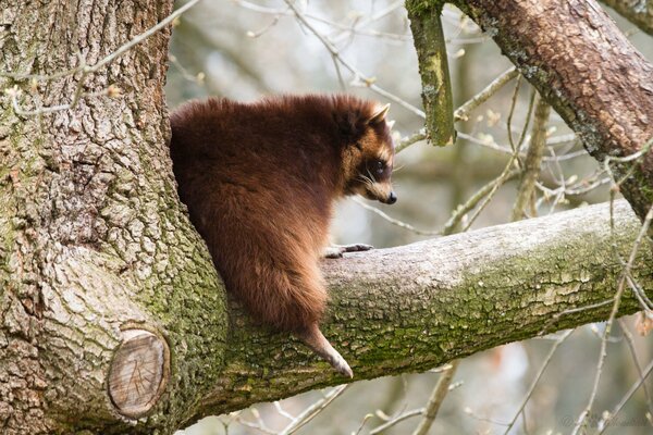 The raccoon climbed on a thick branch