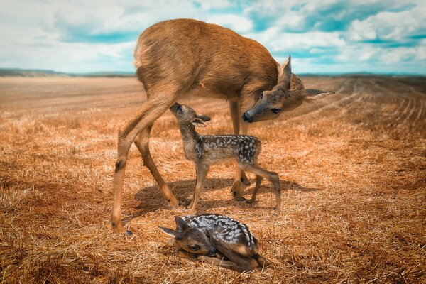 A doe in the field feeds her offspring