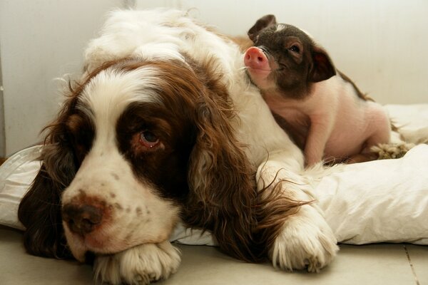 Dog and piglet are best friends