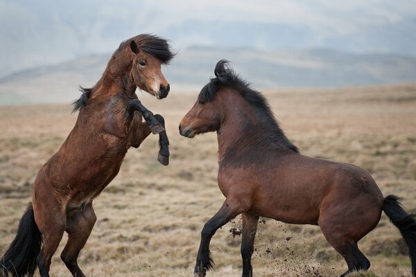 Horses in the steppe staged a fight