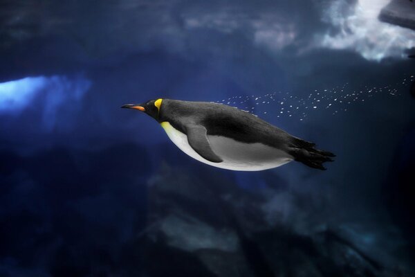 Penguin swimming underwater