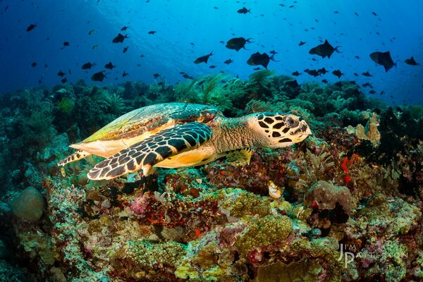 Sea, deep beauty with fish and a beautiful turtle