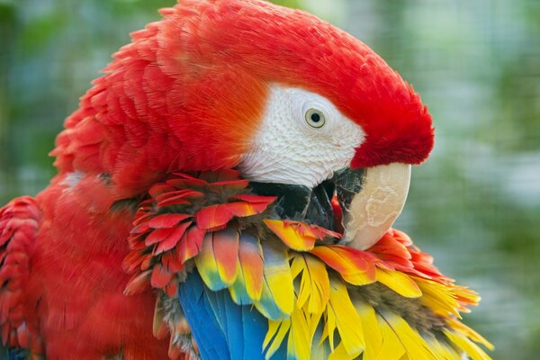 Bright Macaw Parrot feathers