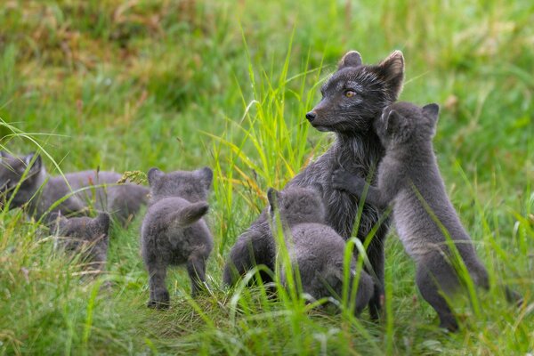 Familie von Polarfüchsen auf einem Spaziergang