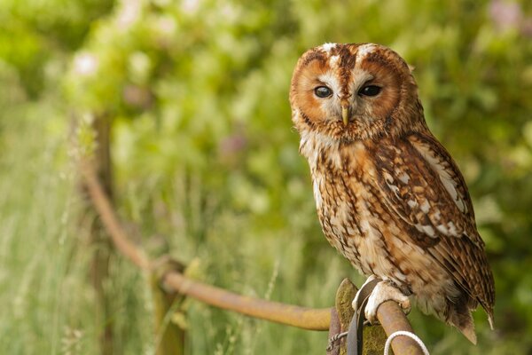 Hibou assis sur la clôture et en regardant la caméra