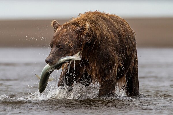 Der Bär kehrt mit einem Fang vom Fluss zurück