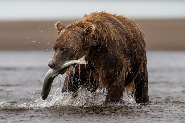 The bear returns from the river with a catch