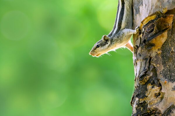 Chipmunk su un tronco d albero