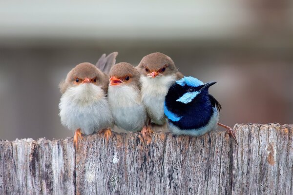 Oiseaux chanteurs sur la clôture