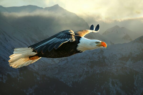 Greifvogel schwebt in den Bergen