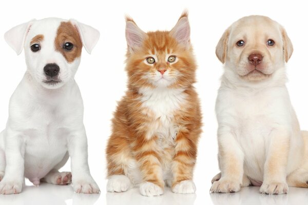 Small puppies and a kitten on a white background