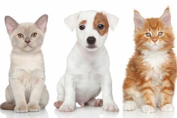 Burmese, Jack Russell and Maine Coon