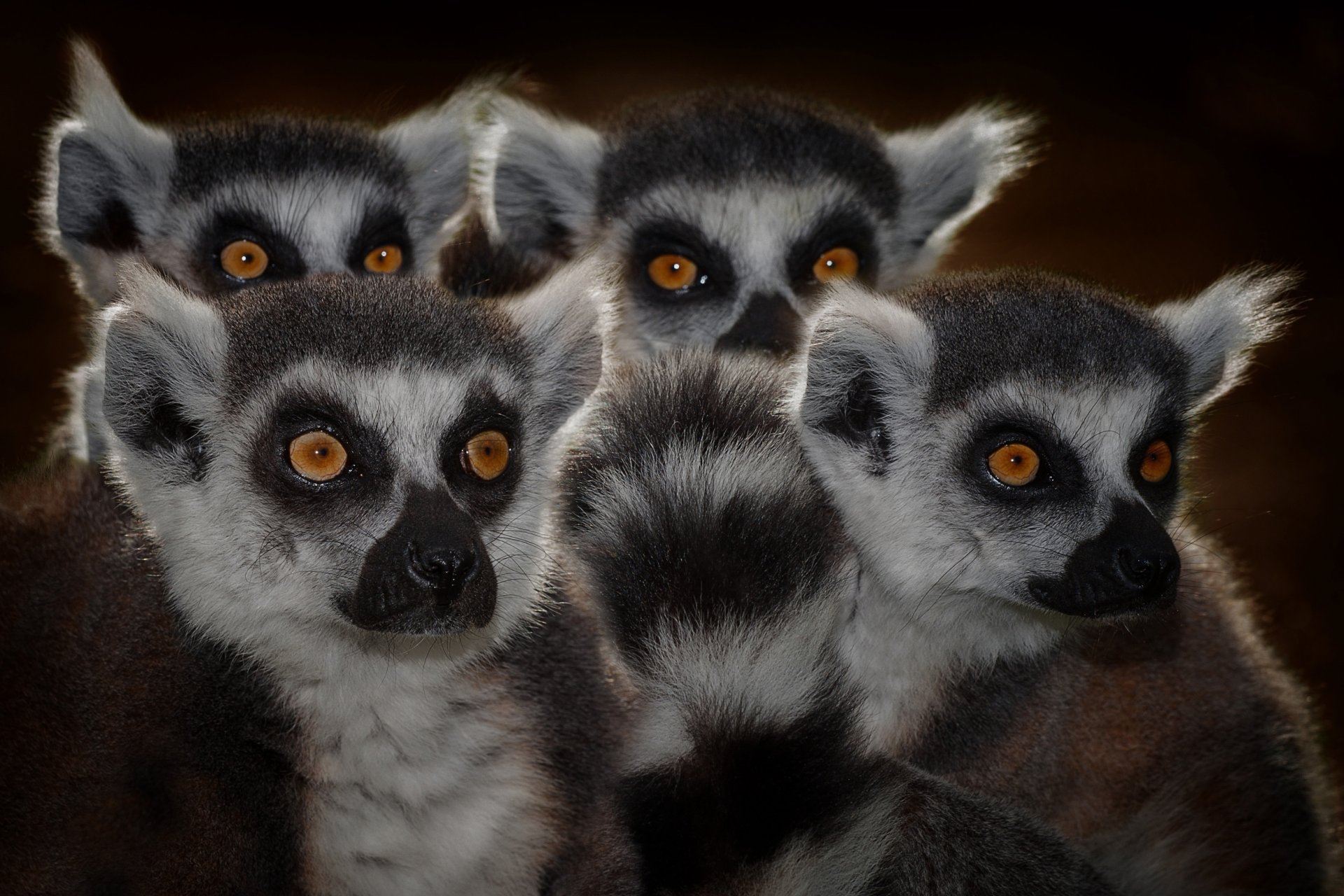 lémures hocicos ojos