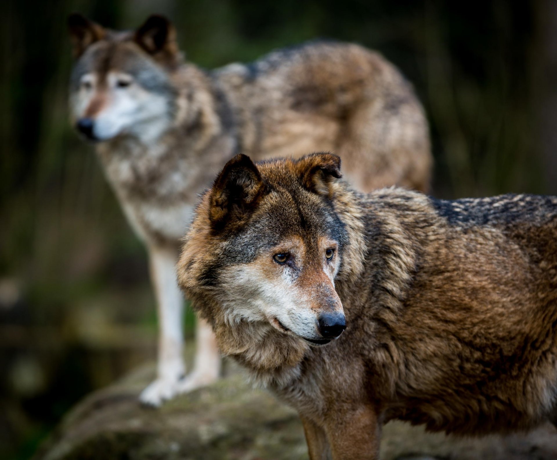 wolves predators wildlife